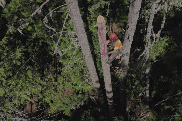 Timber Titans