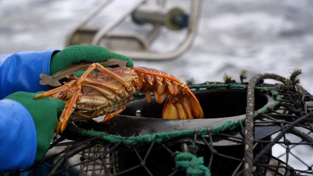 Aussie Lobster Hunters — S1E5 — Pot Luck